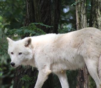 A white wolf is standing amidst a forest with dense green foliage. The wolf's fur is thick and slightly shaggy, and it has an attentive expression on its face. The background is blurred, emphasizing the trees and leaves surrounding the wolf.