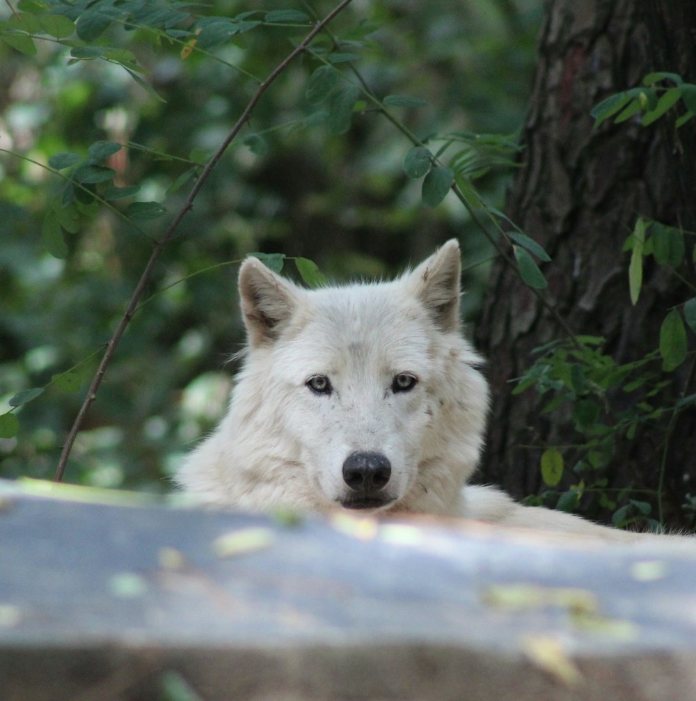 white wolf lying on concrete floor during daytime