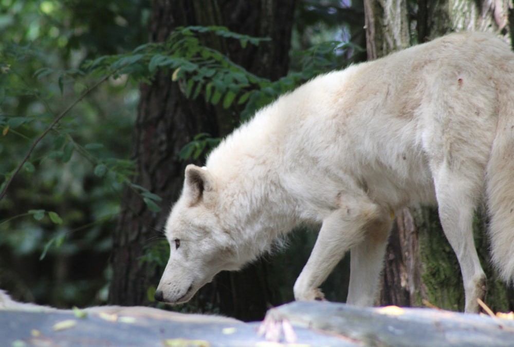 white wolf on white snow