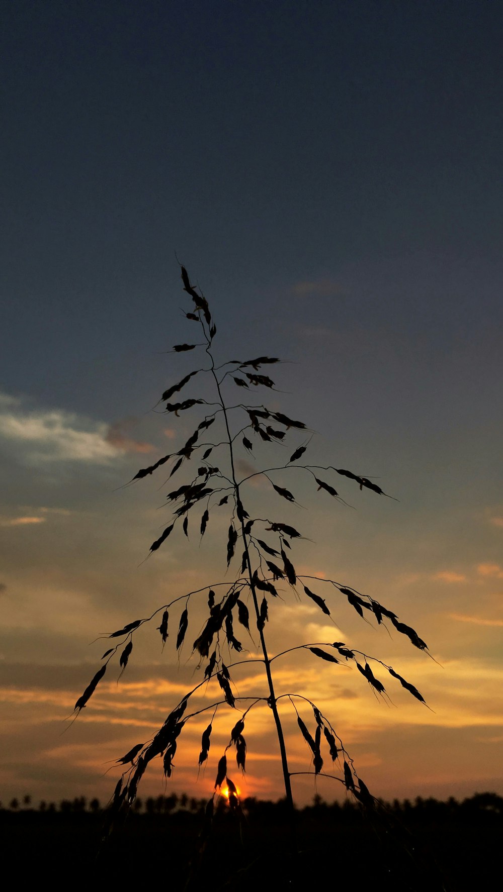 silhouette of plant during sunset