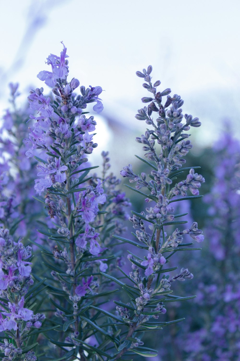 purple flowers in tilt shift lens