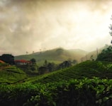 green plants on mountain under cloudy sky during daytime