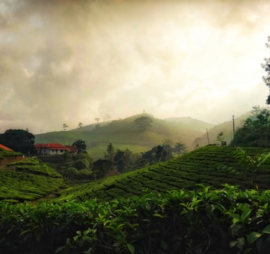 green plants on mountain under cloudy sky during daytime