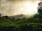 green plants on mountain under cloudy sky during daytime
