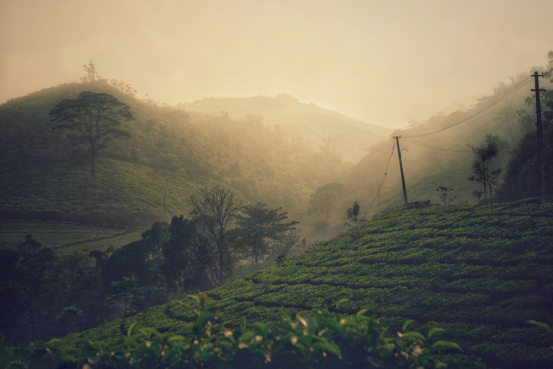 photo of Kuttikkanam Hill station near Periyar Tiger Reserve