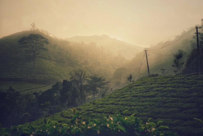 Kerala green landscape