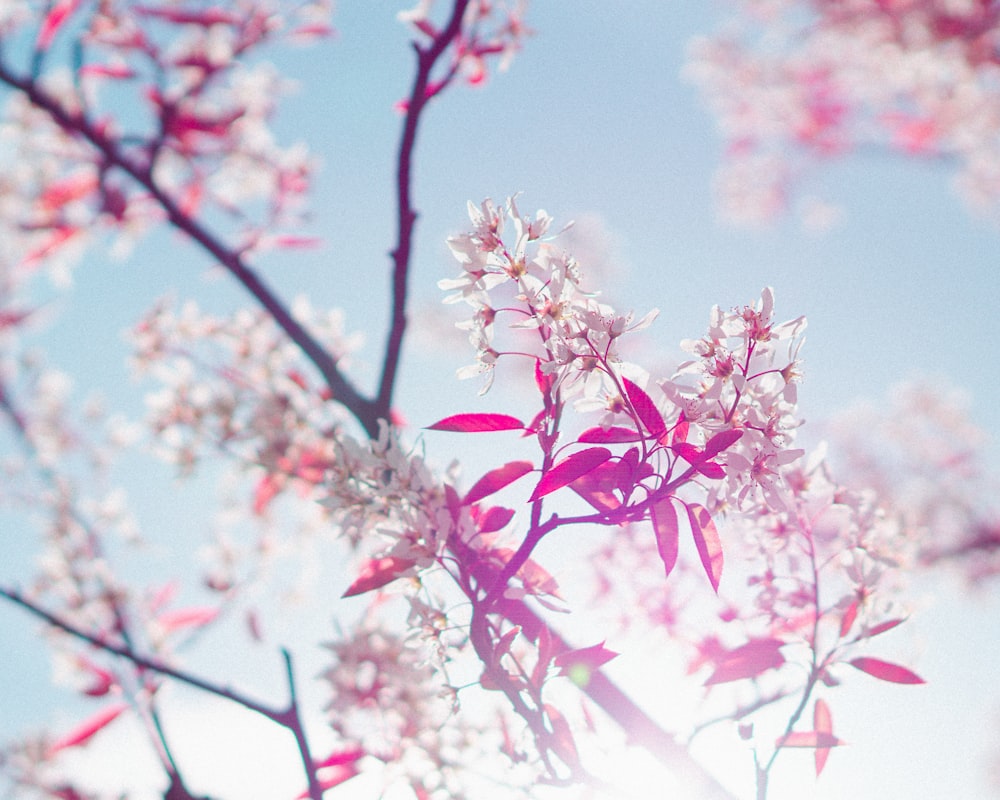 red and white flowers under blue sky during daytime