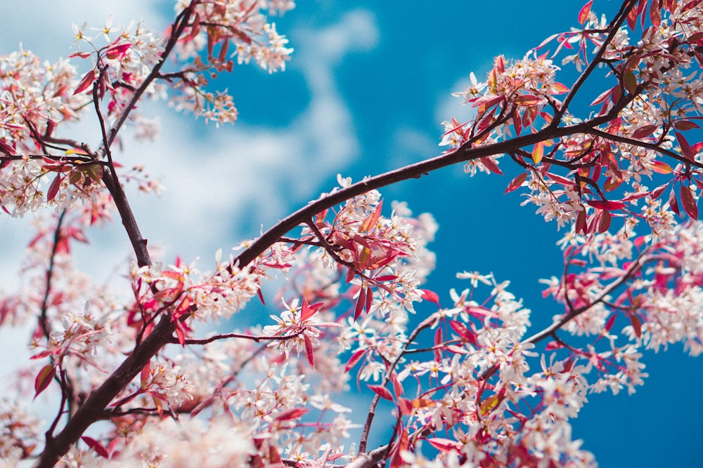 pink and white flowers on tree branch under blue sky during daytime