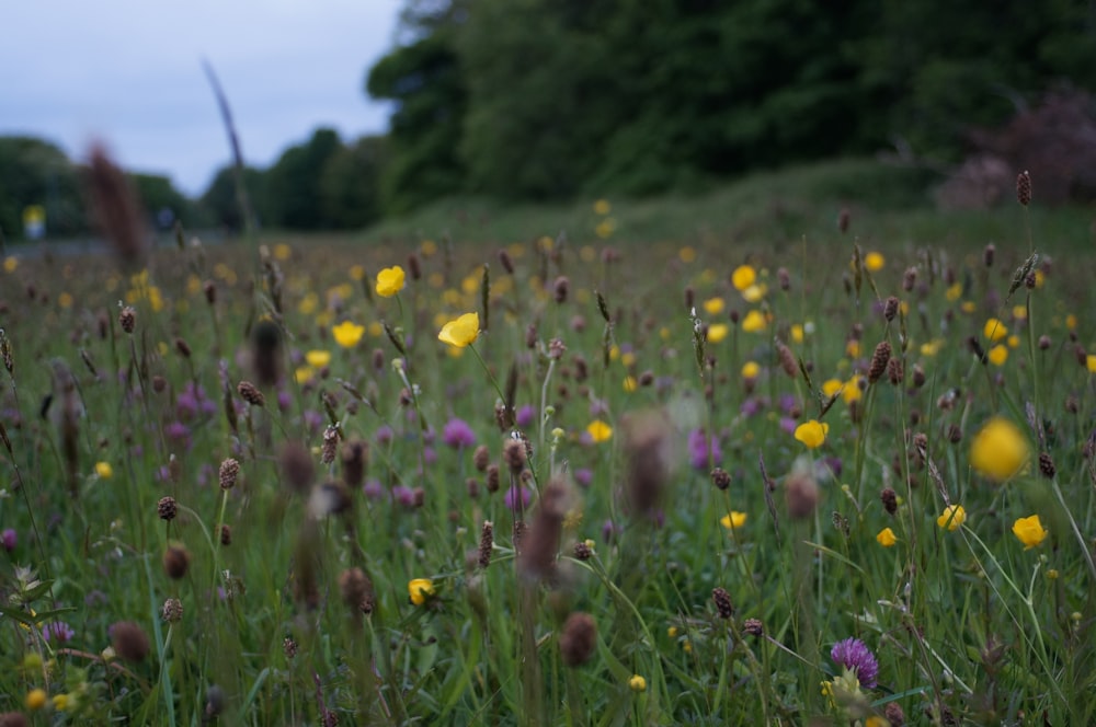 yellow and purple flower field during daytime