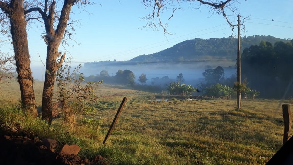 Champ d’herbe verte près d’un plan d’eau pendant la journée