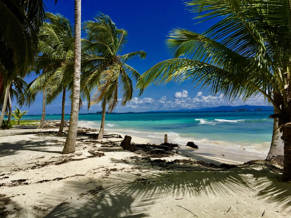 people on beach during daytime