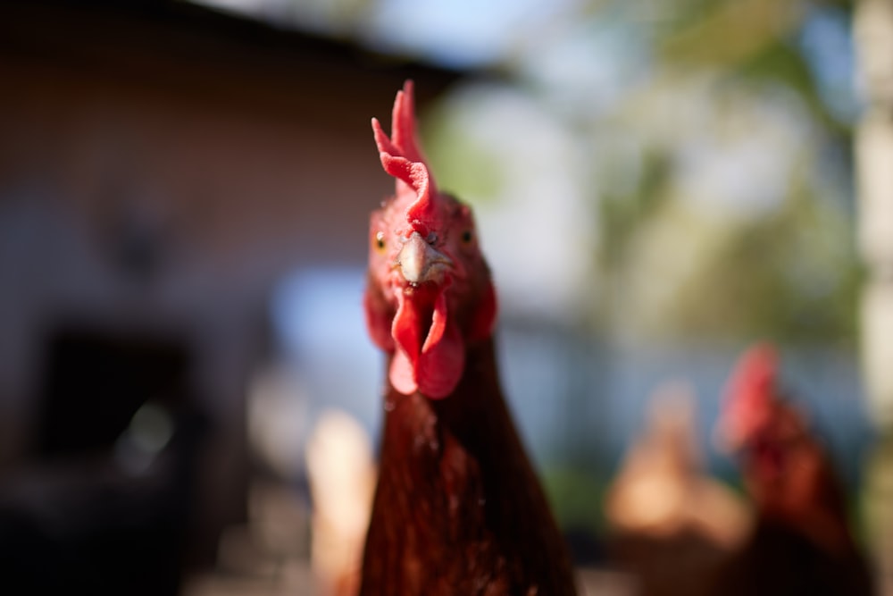 red rooster in tilt shift lens