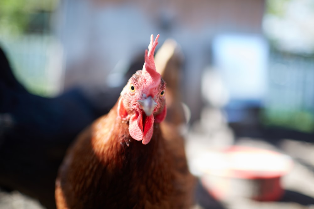 Pollo marrón en lente de cambio de inclinación