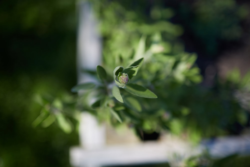 Planta verde en fotografía de primer plano