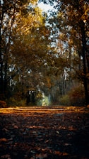 A calm autumn forest path with warm earth tones and soft sunlight filtering through the trees.