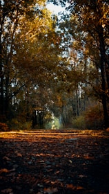 A calm autumn forest path with warm earth tones and soft sunlight filtering through the trees.