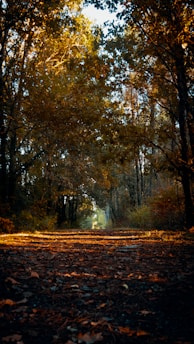 A serene forest path blanketed with golden autumn leaves under soft sunlight.