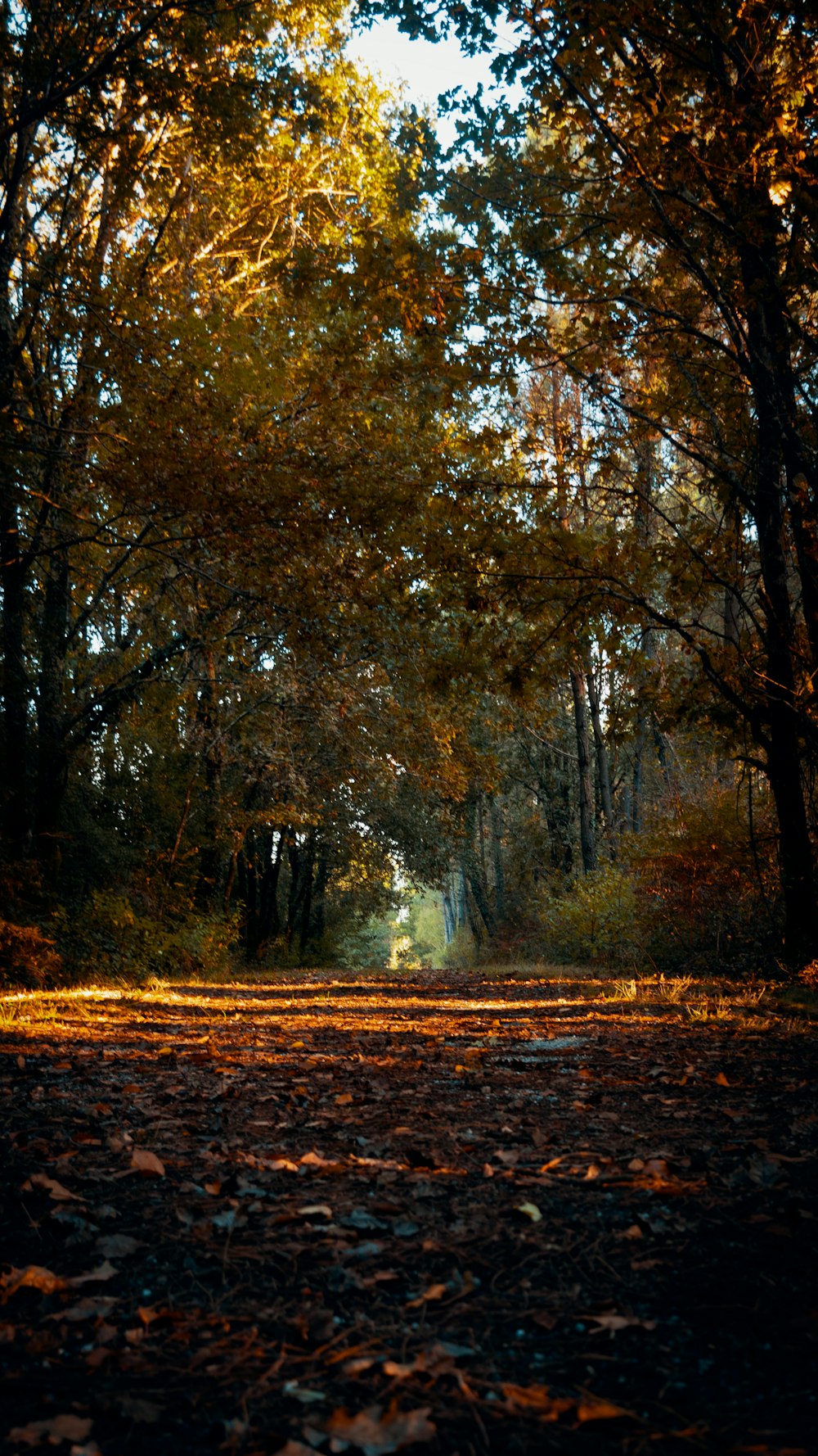 brown and green trees during daytime