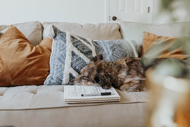 A dog with a brown and black coat is resting its head on a notebook placed on a beige couch. The couch is adorned with decorative pillows in shades of orange and blue patterns, creating a cozy setting in a softly lit room.