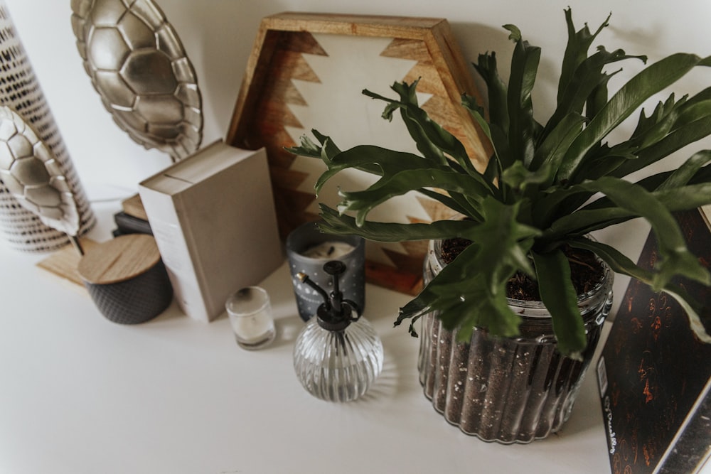 green plant on clear glass vase