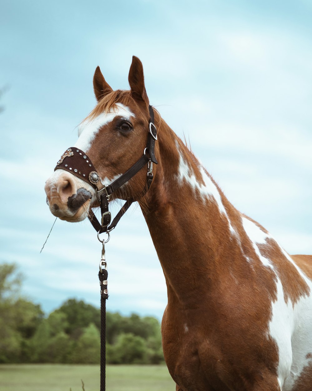 brown and white horse with black dog leash