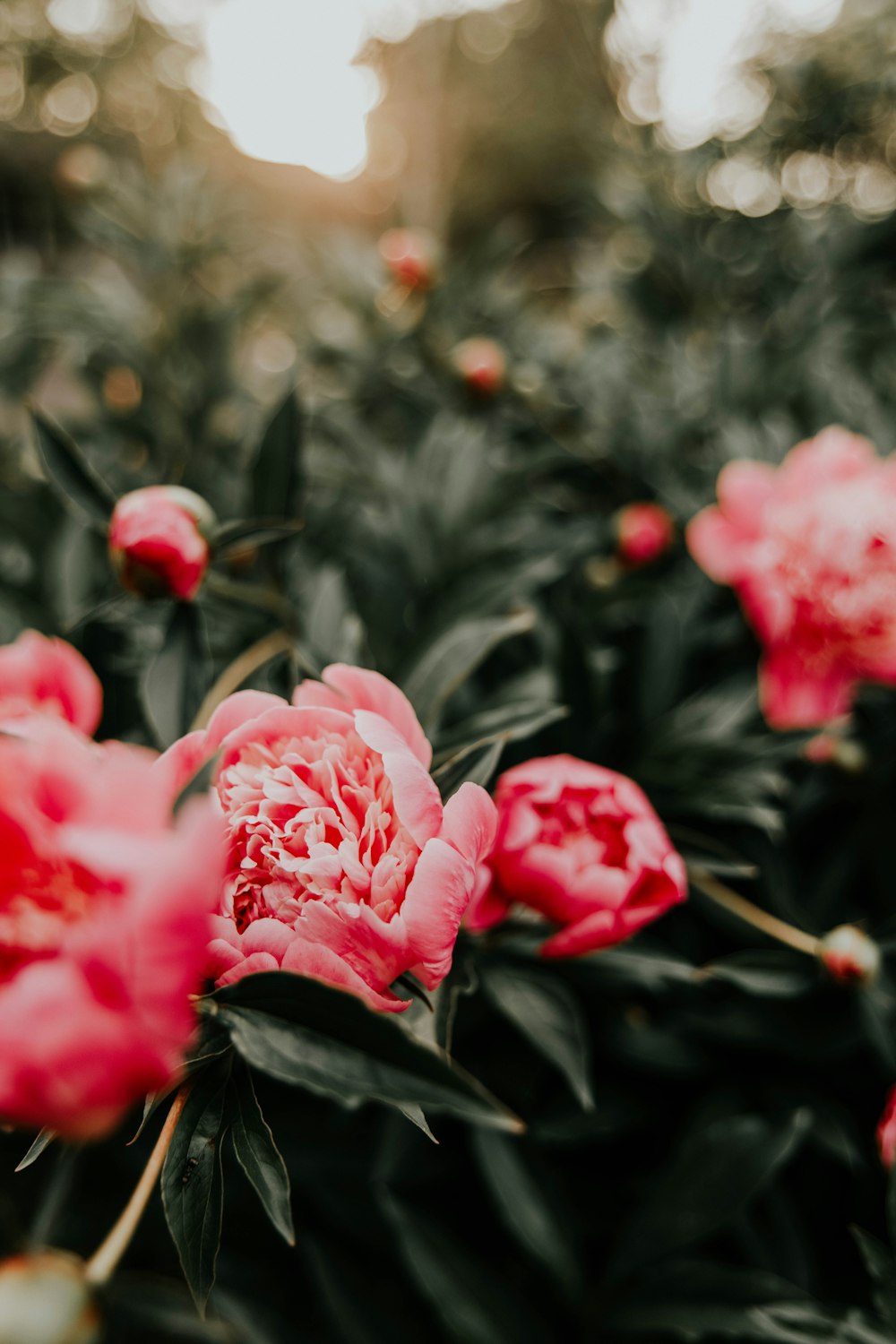 pink flowers in tilt shift lens