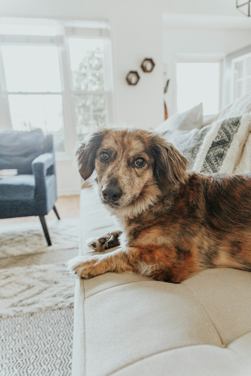 brown and black short coated dog lying on white and brown textile