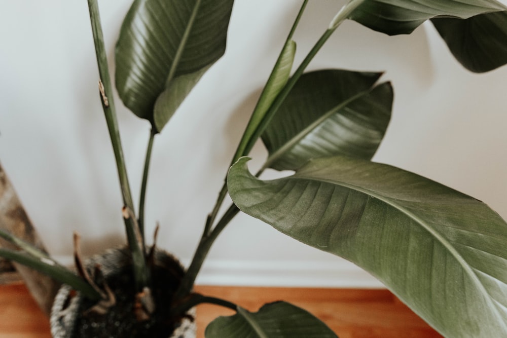 green plant in brown pot