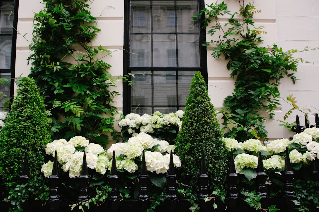 white flowers in front of window