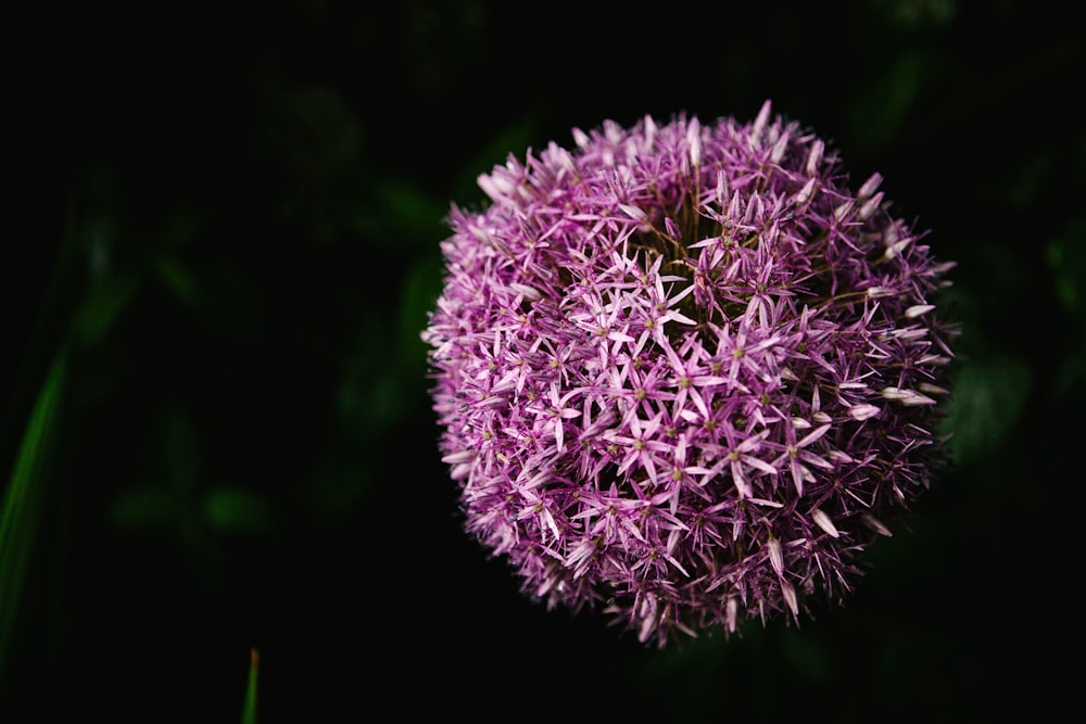 pink and white flower in close up photography