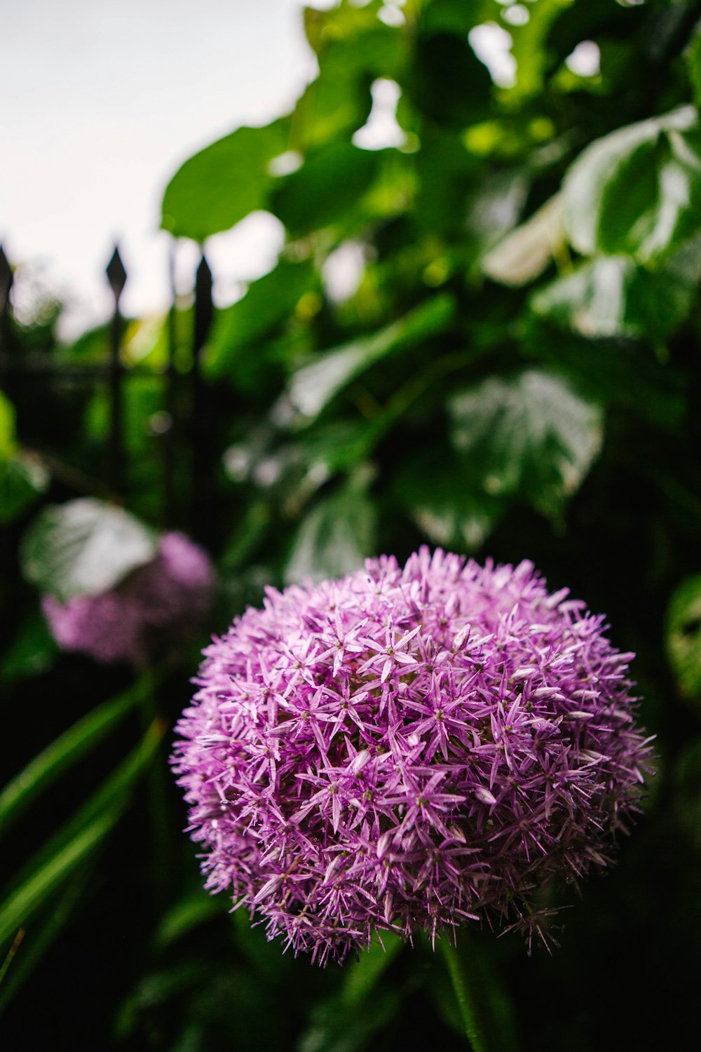 pink flower in tilt shift lens