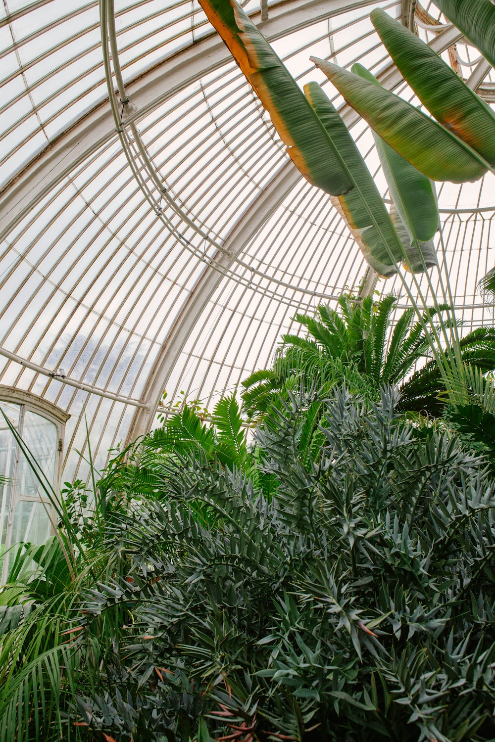 green banana tree inside greenhouse