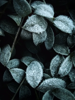 white and green leaves with water droplets