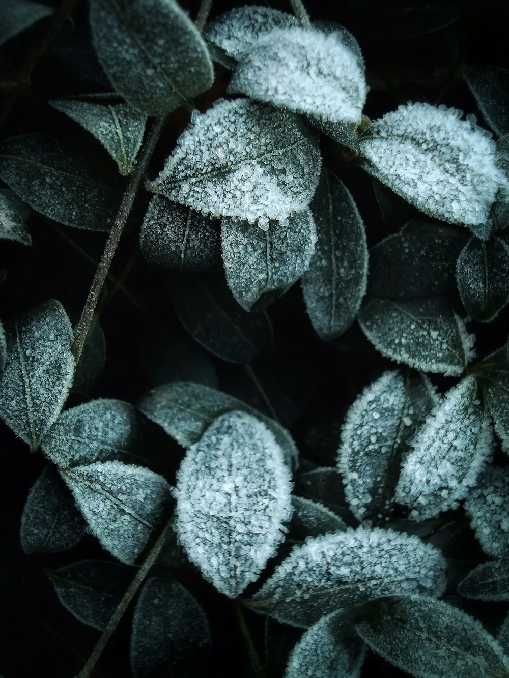 folhas brancas e verdes com gotículas de água