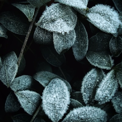 white and green leaves with water droplets