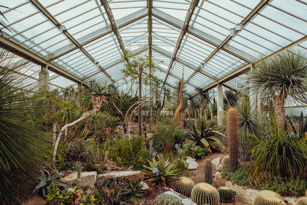 green plants inside greenhouse during daytime