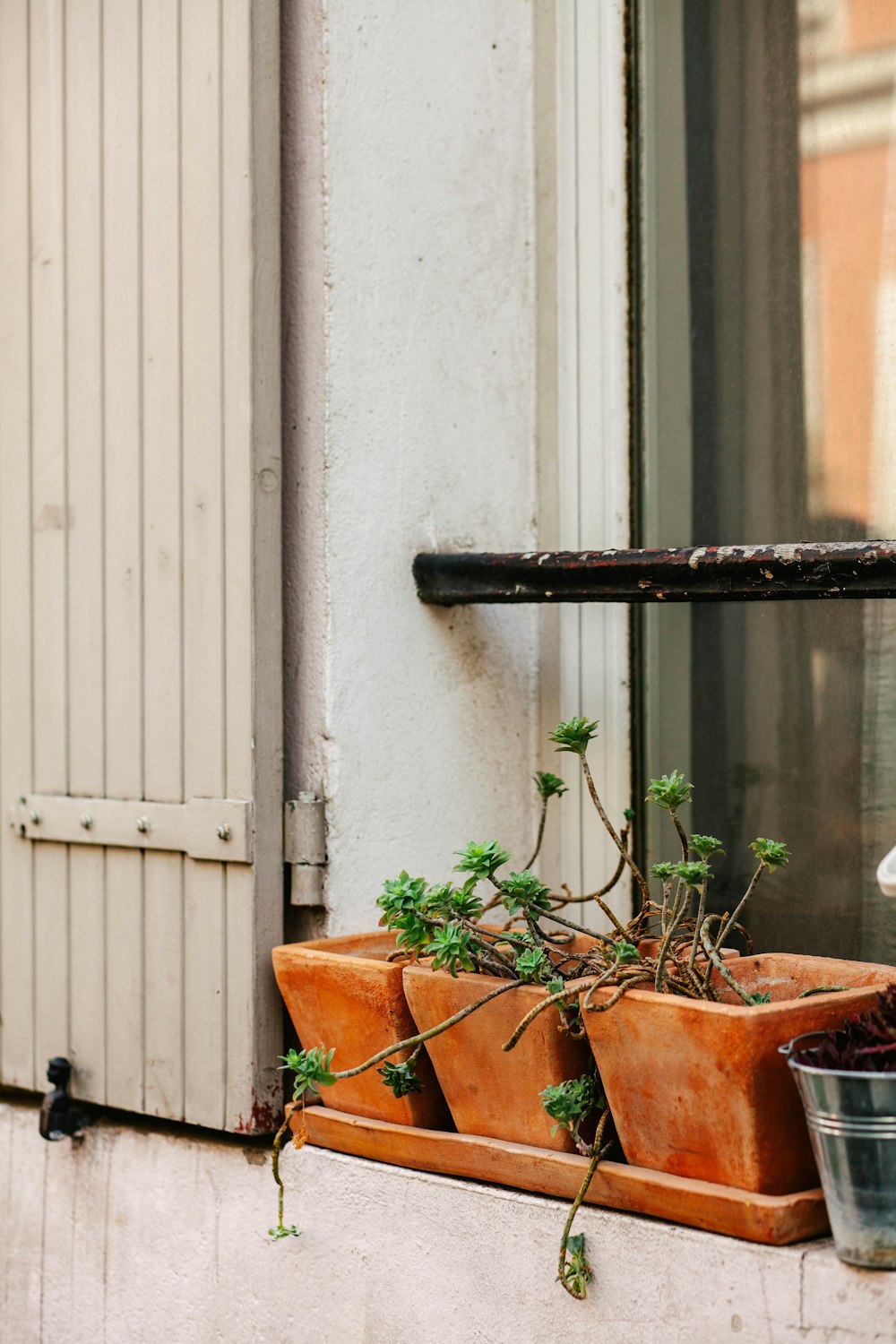 green plant on brown clay pot