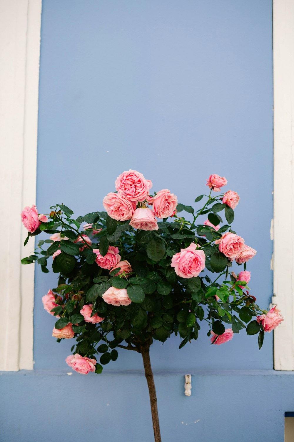 red flowers with green leaves on blue wall