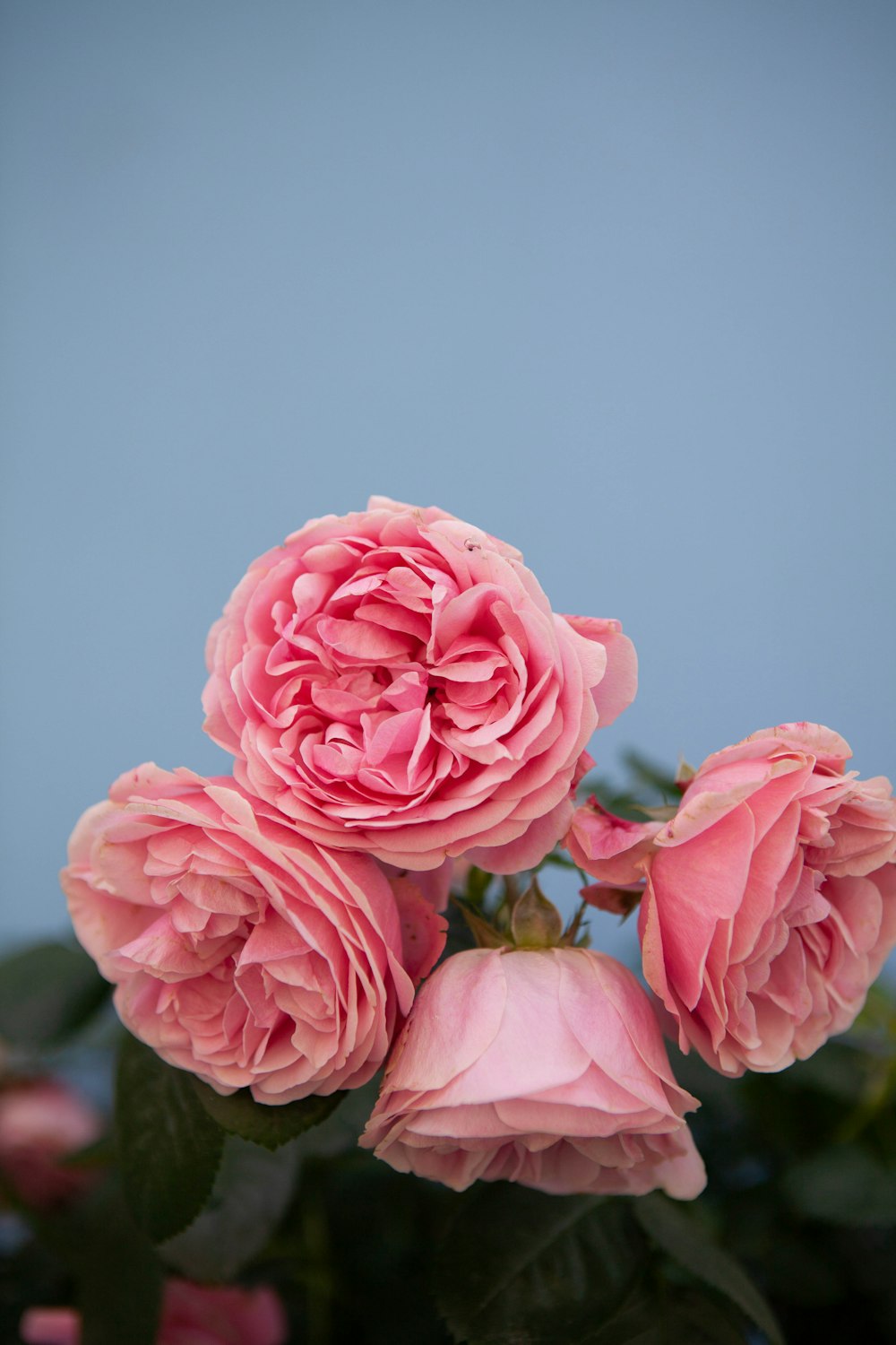 pink roses in close up photography