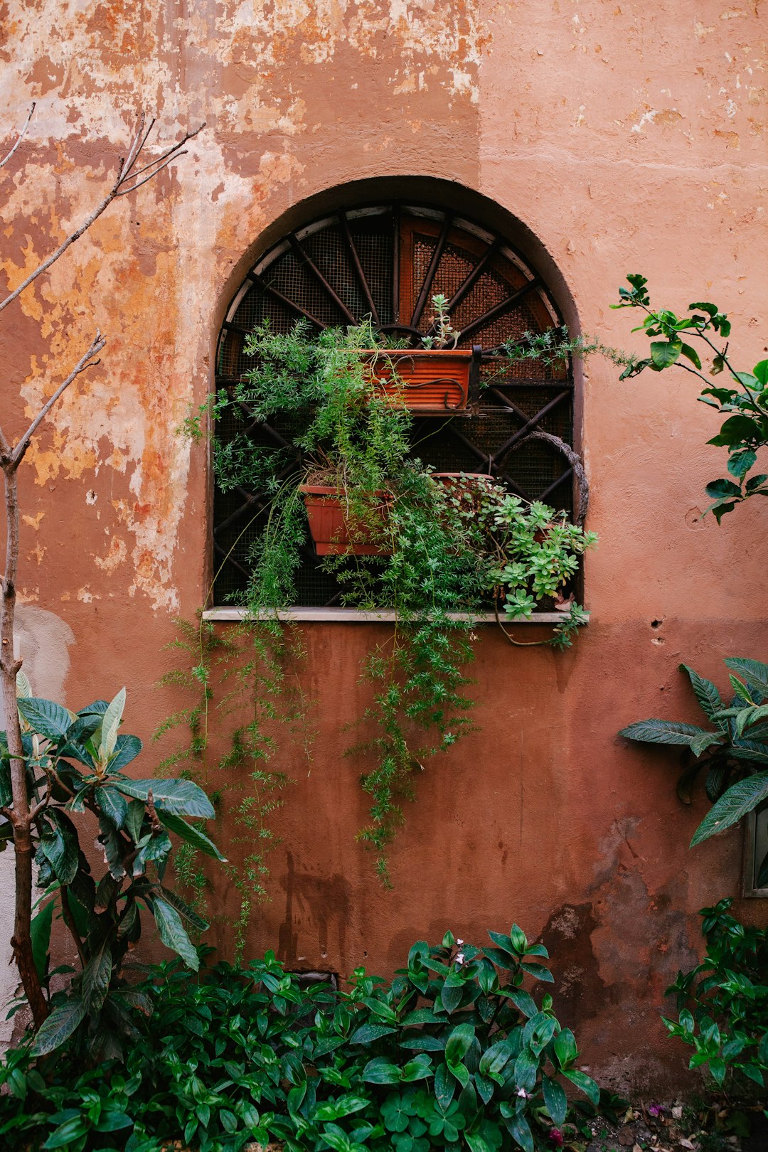 green plant on brown concrete wall