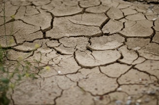 Dry, cracked earth with visible fractures forming angular patterns. Sparse vegetation surrounds the area, suggesting an arid environment. The texture of the ground appears rough and dusty.