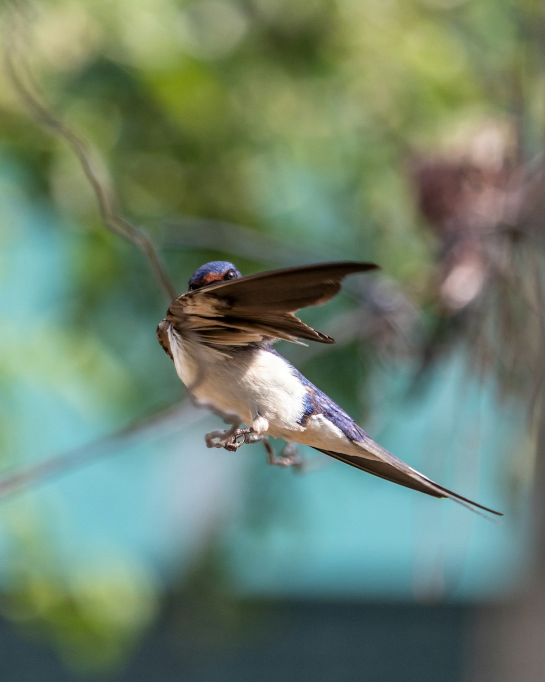 brown and black bird flying