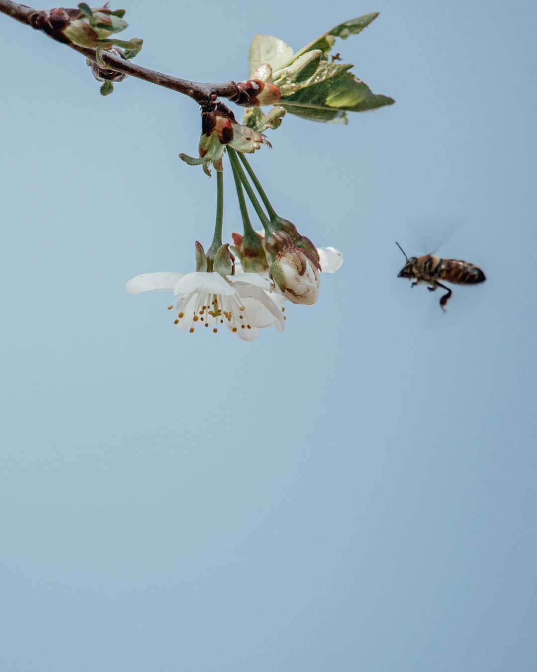 brown and black bee flying over white flower