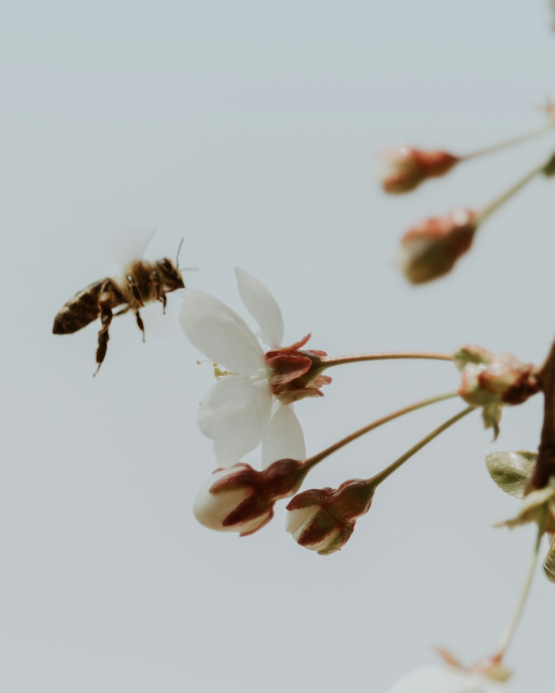 black and yellow bee on white flower