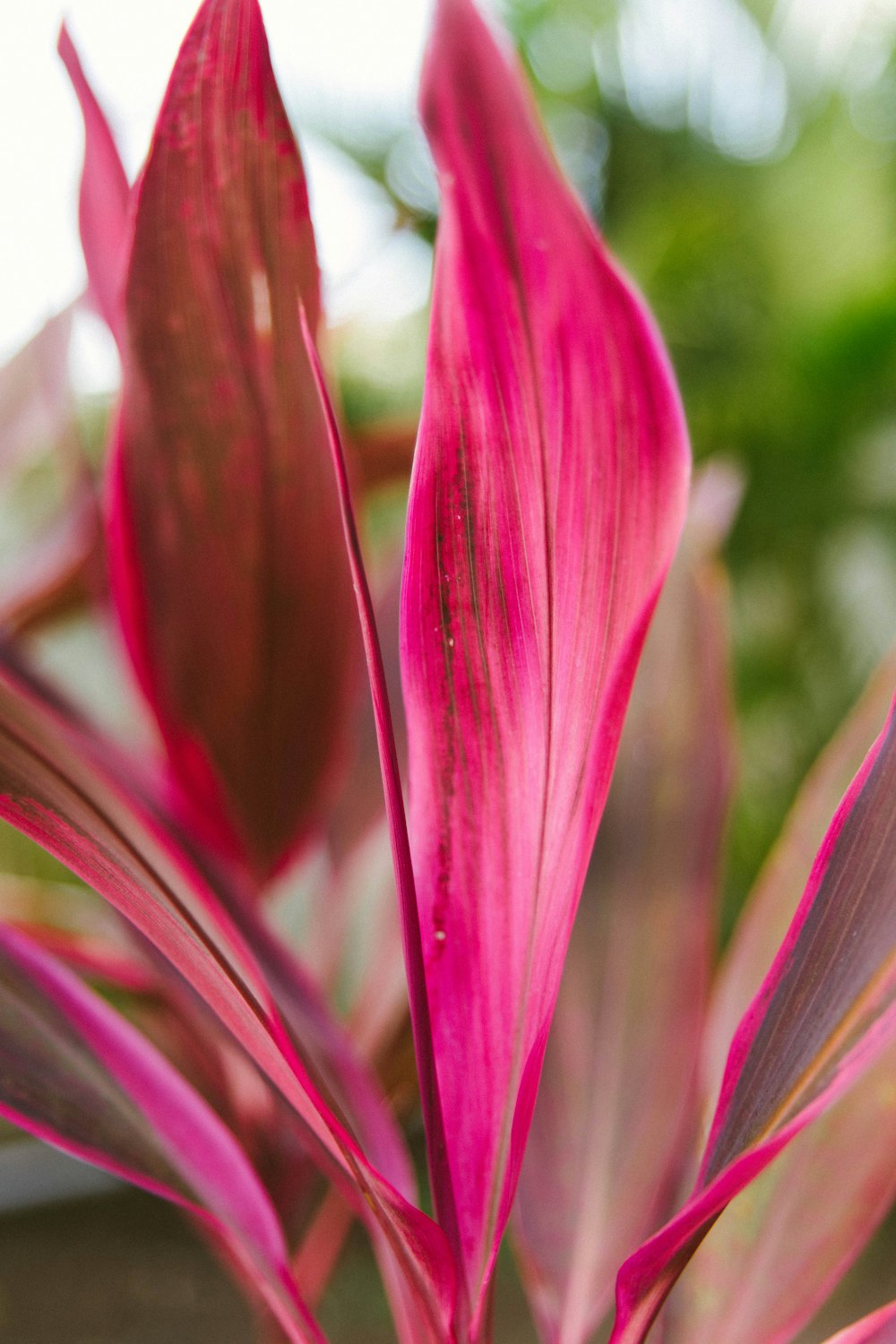 purple flower in macro lens