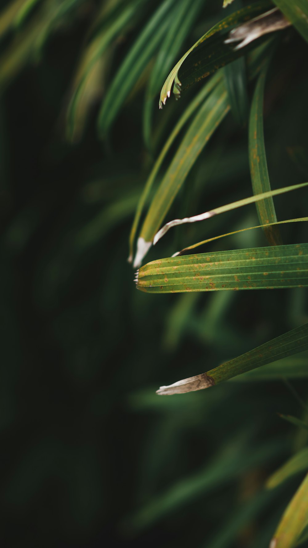 green plant with water droplets