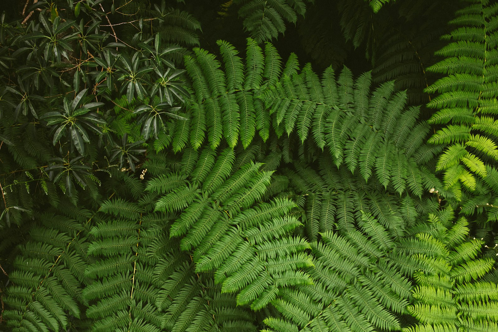 Canon EOS 5D Mark IV + Sigma 24-70mm F2.8 EX DG Macro sample photo. Green fern plant during photography