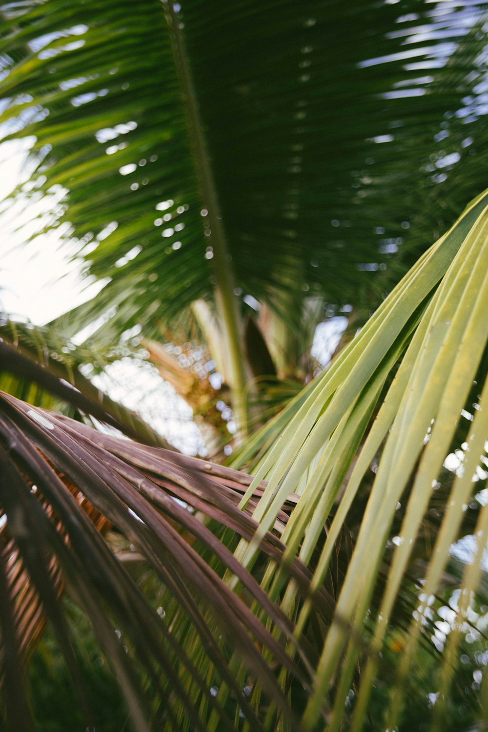 green palm tree during daytime