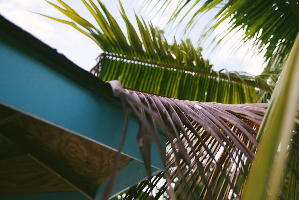 green palm tree beside green wooden wall