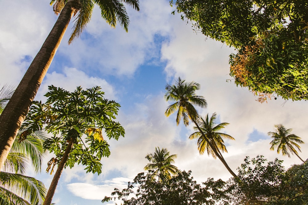 green trees under blue sky and white clouds during daytime